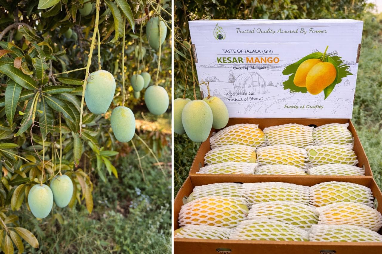 Fresh Farm Mangoes